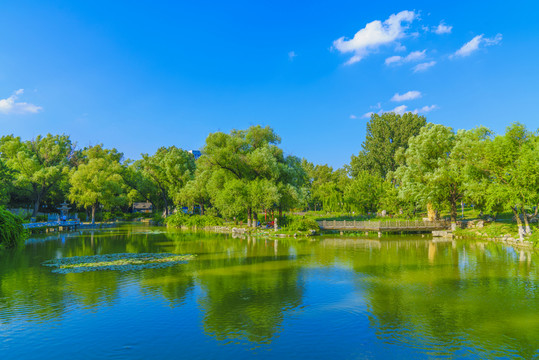 公園綠樹(shù)