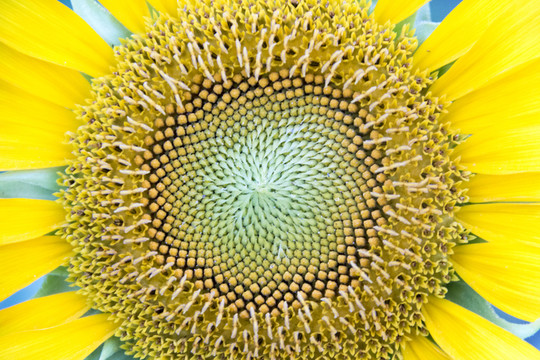 葵花