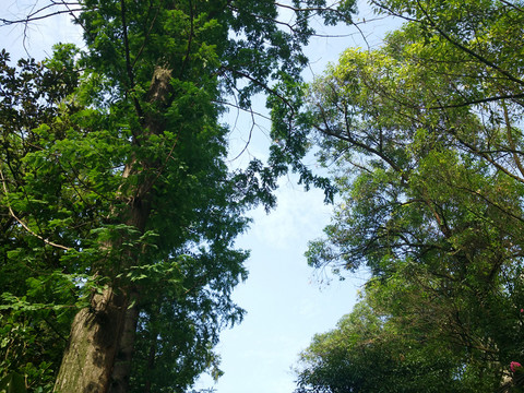 蒼翠樹(shù)木