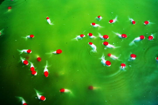金魚 水族 游魚 觀賞