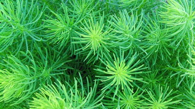 綠葉墻 綠葉背景