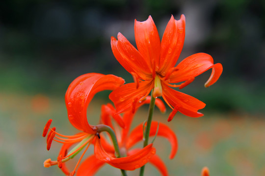 紅艷艷花