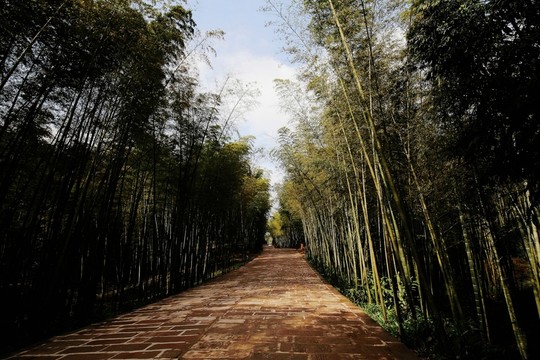 竹林 竹海 紅色 石板路