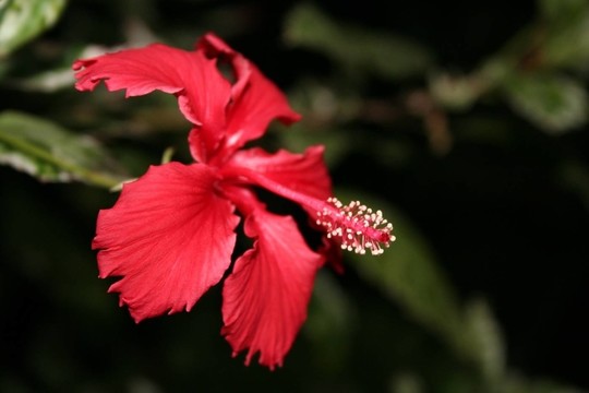 roseneibisch