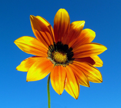 mittagsblume