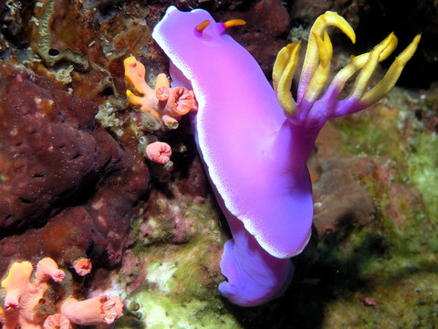 sternschnecke，Hypselodoris apolegma