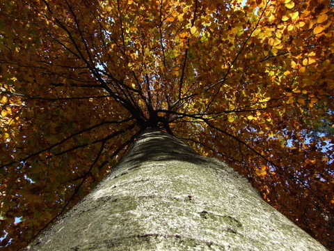 herbstpracht