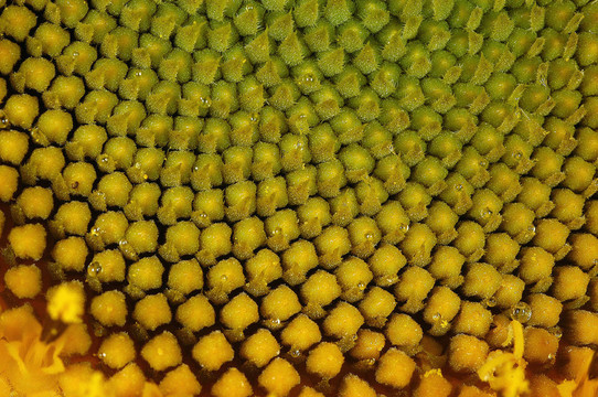 花卉