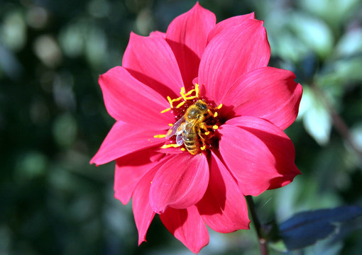 蜜蜂