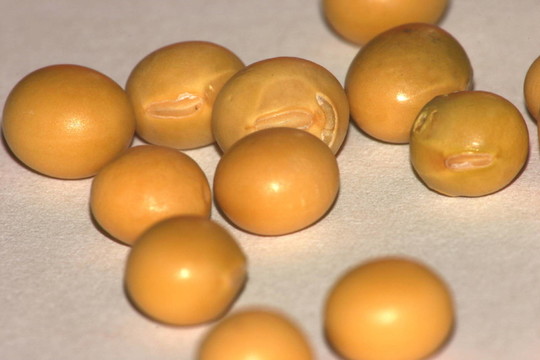 大豆（1）（2）
