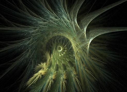 雞冠花