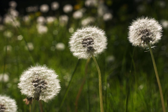 pusteblume 03