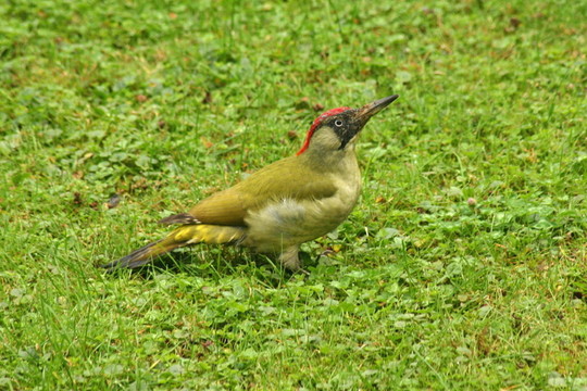 绿啄木鸟（62）（2）