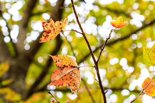 紅楓 楓葉