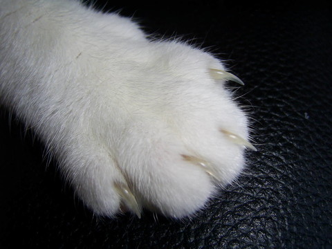 動(dòng)物