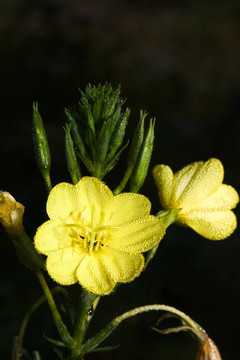 花卉