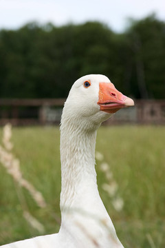 鵝