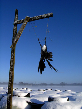 galgenvogel