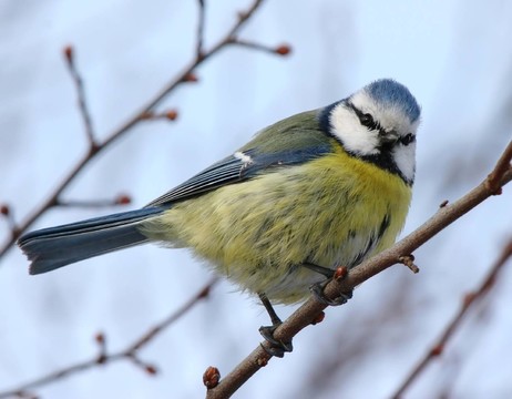 bluetit