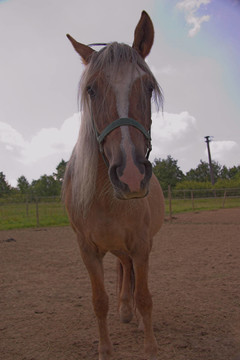 馬