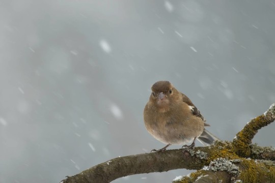 暴風(fēng)雪