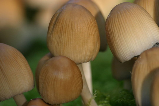 小蘑菇