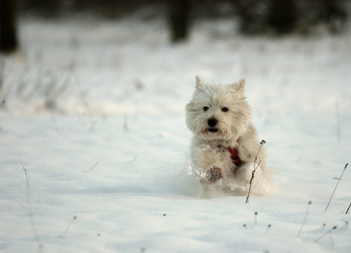jiiipiiiii雪