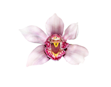 牙醫(yī)