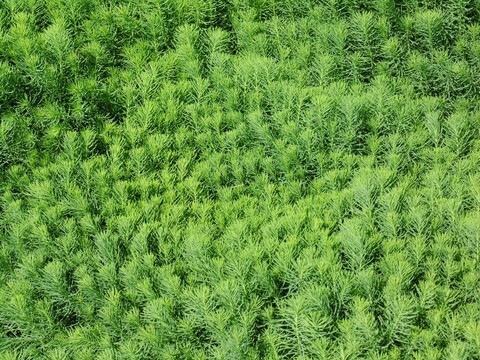 植被背景圖
