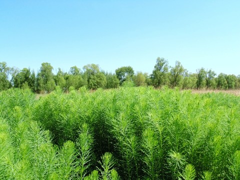綠色植物壁紙