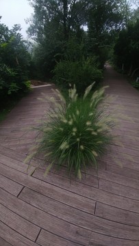 草