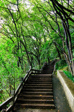 樹林光影 石臺(tái)階