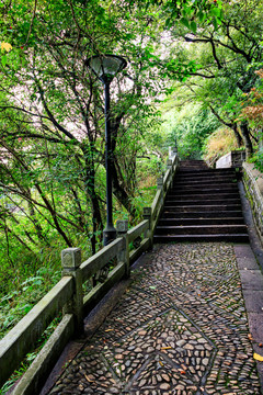 綠色樹木 登山臺階