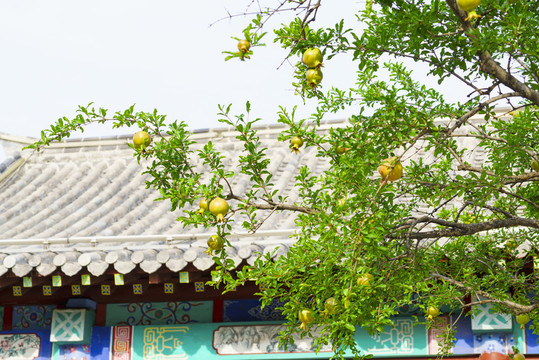 石榴樹