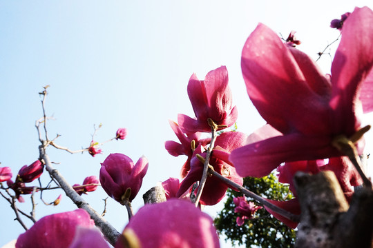 木蘭花