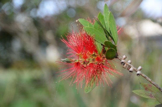 紅千層 花卉