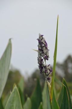 再力花 花卉