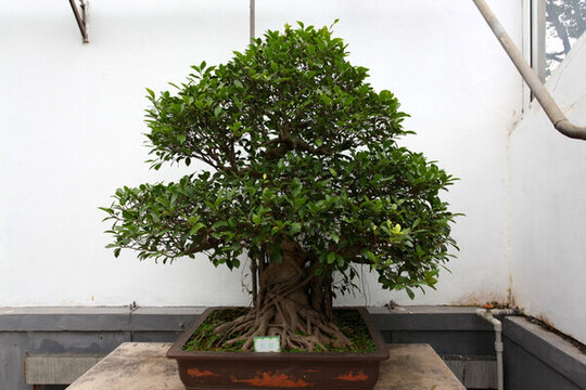 園林 園藝 盆景 植物