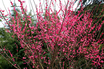 南京 午朝門公園 花 花開