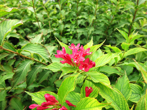 紅王子錦帶花