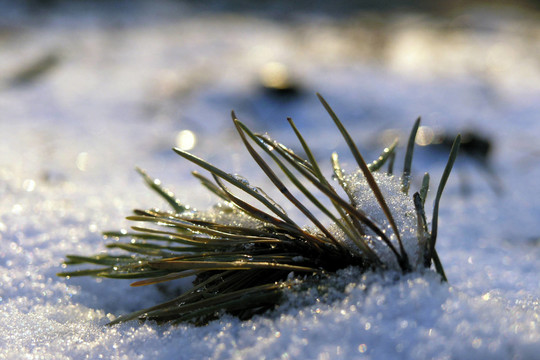 在雪中