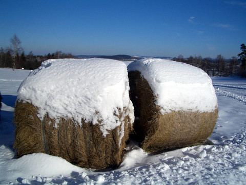 秸稈在雪中