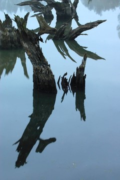 死kopfweiden