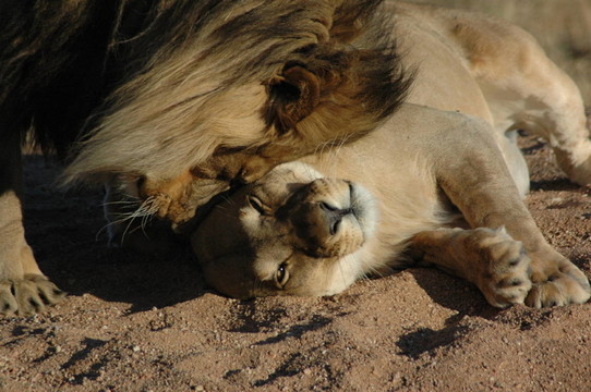 獅子座與獅子okonjima
