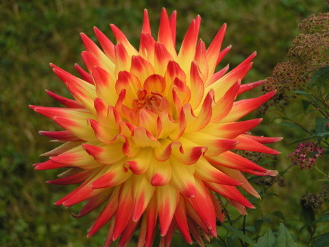 blume1