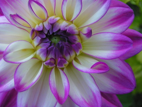 blume2