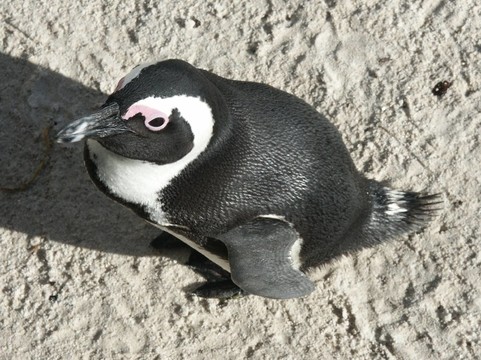 brillenpinguin