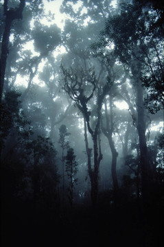 雨林