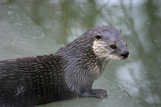 水獺