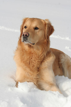 金毛獵犬